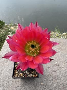 Echinocereus pectinatus detras rot